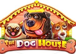 Dog House MyStake Casino Game  MyStake Casino Online